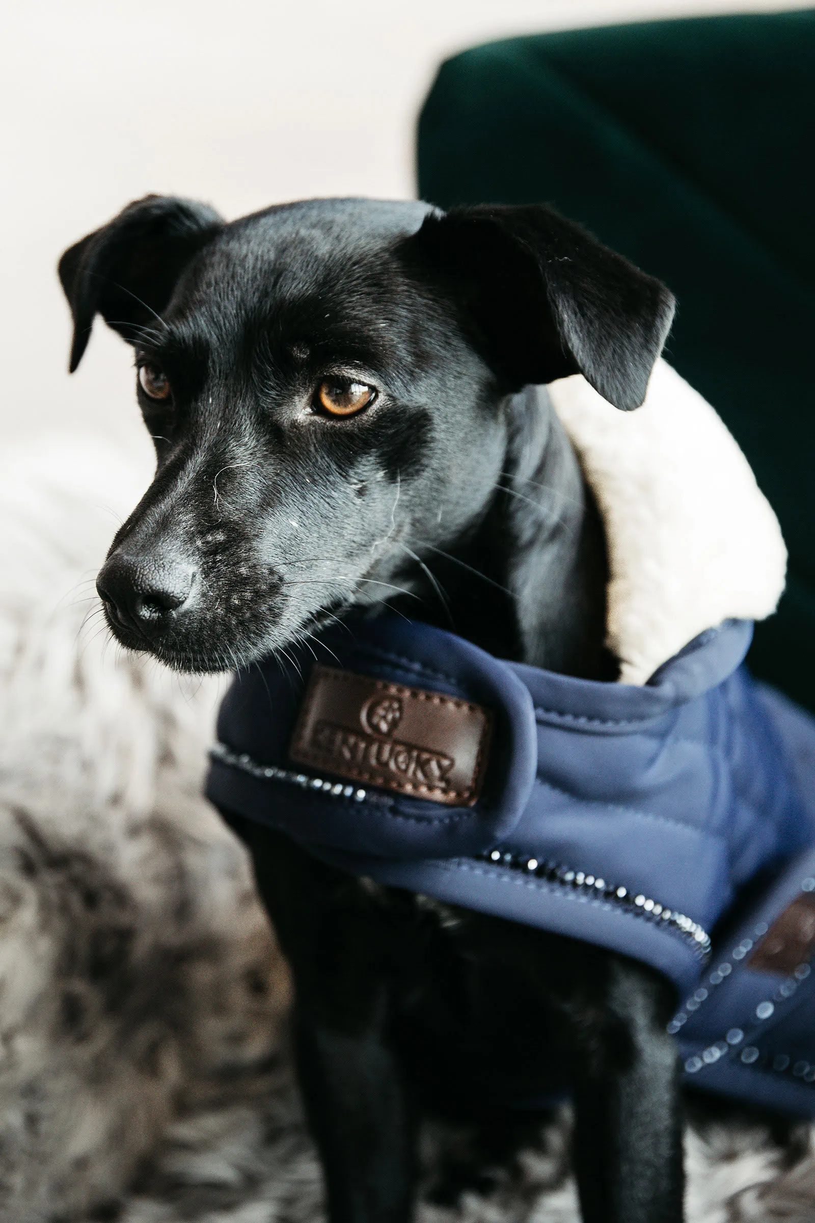 Cappotto per cani Kentucky Dogwear perle