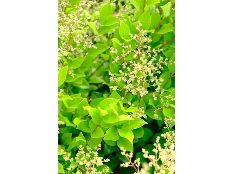 Ligustrum texanum - Ligustro