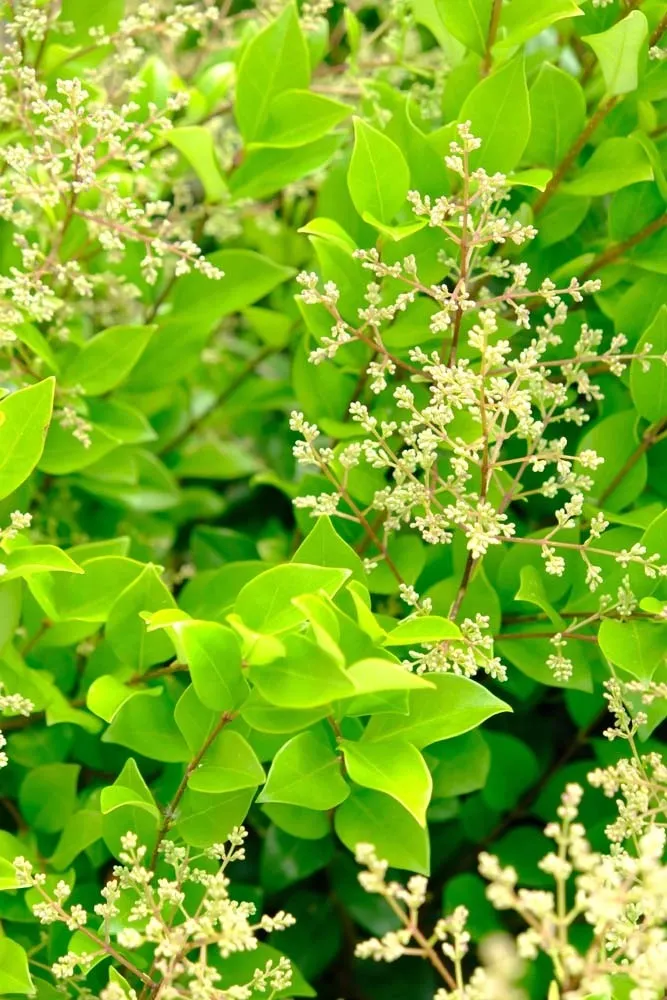 Ligustrum texanum - Ligustro