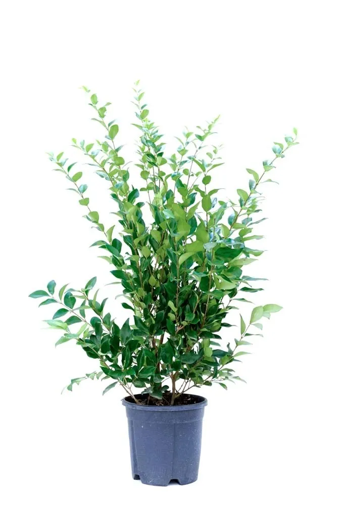 Ligustrum texanum - Ligustro